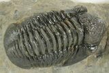 Detailed Gerastos Trilobite Fossil - Morocco #377238-1
